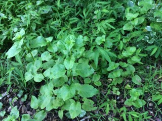 Bergamot mint with stiltgrass in the background