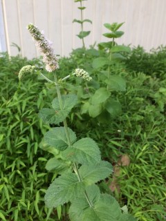 Flowering apple mint surrounded by stilt grass