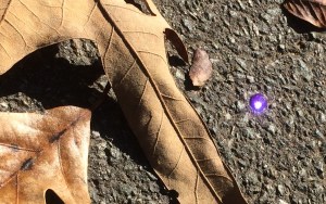 Purple plastic gem glinting on asphalt