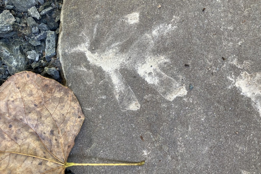 Traces of mud show the outline of an oak leaf